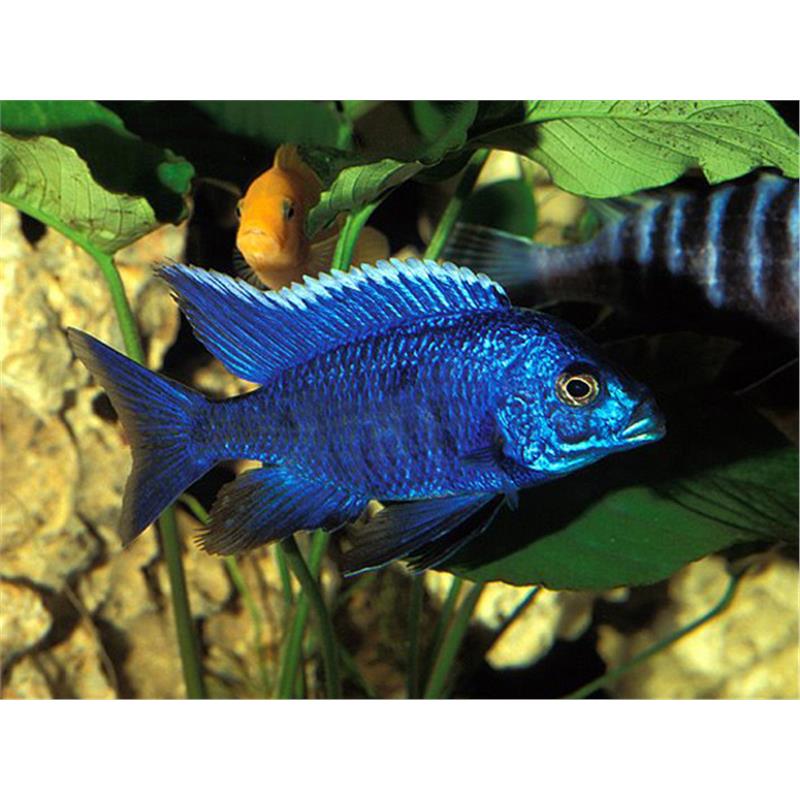 Aulonocara nyassae - imagine 3